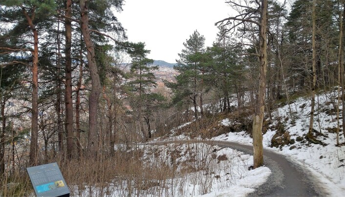 Dagens tur gikk opp Ekebergskrenten. Det gir god kondis, og god utsikt. Dagens tur gikk opp Ekebergskrenten. Det gir god kondis, og god utsikt.