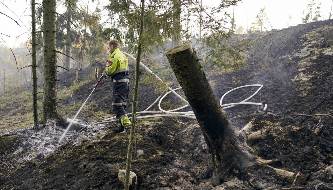 Knusktørt og stor brannfare i skog og mark i hele Sør-Norge nå: Brannvesenet jobbet sist helg med å slukke en skogbrann mellom Enningdalen og Kornsjø ved svenskegrensen sør for Halden.