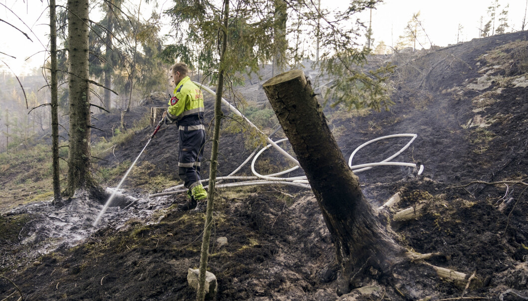 Knusktørt og stor brannfare i skog og mark i hele Sør-Norge nå: Brannvesenet jobbet sist helg med å slukke en skogbrann mellom Enningdalen og Kornsjø ved svenskegrensen sør for Halden. Knusktørt og stor brannfare i skog og mark i hele Sør-Norge nå: Brannvesenet jobbet sist helg med å slukke en skogbrann mellom Enningdalen og Kornsjø ved svenskegrensen sør for Halden.