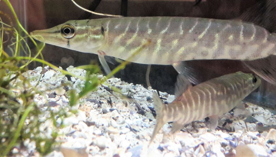 De små nyklekte gjeddene går fort over på å spise småfisk, og vokser fort. Allerede første høsten kan de være 20cm lange. Foto fra akvariet på Skogbruksmuseet. De små nyklekte gjeddene går fort over på å spise småfisk, og vokser fort. Allerede første høsten kan de være 20cm lange. Foto fra akvariet på Skogbruksmuseet.