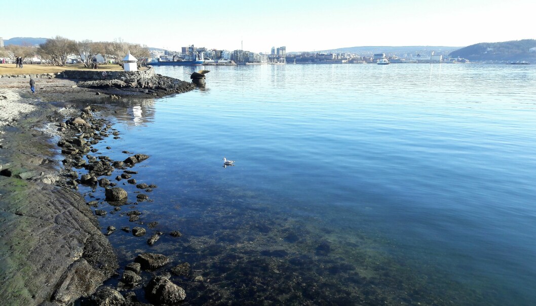 Indre Oslofjord en blank vårdag er vakker. Under overflaten er ingenting som før, og et økosystem i ubalanse.
