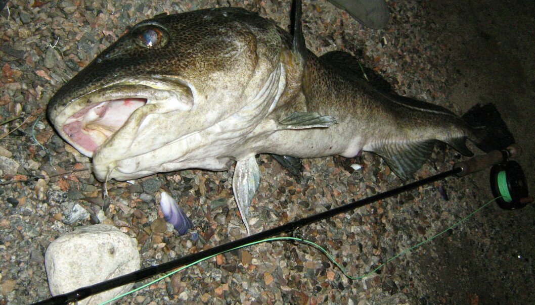Torsken i Oslofjorden er ofte mager, bleik og med parasitter i skinnet.