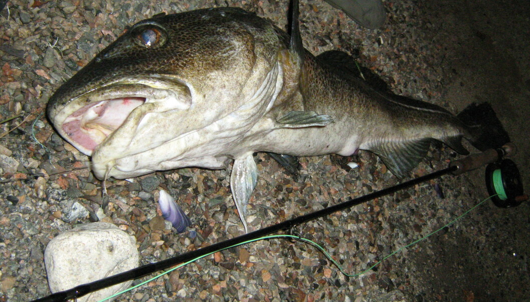 Torsken i Oslofjorden er ofte mager, bleik og med parasitter i skinnet. Torsken i Oslofjorden er ofte mager, bleik og med parasitter i skinnet.