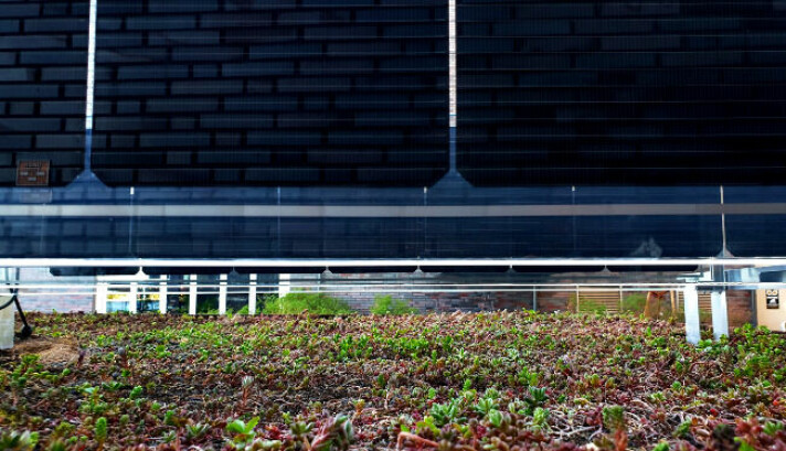 Dette bildet viser hvordan de rundt 20 centimeter høye platene er montert vertikalt for å slippe maksimalt med lys og vann inn til plantene på grønne tak.