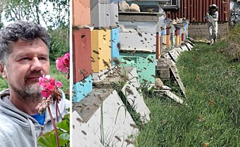 Flere års arbeid er ødelagt etter at birøkter ble frastjålet 800.000 bier på Klemetsrud