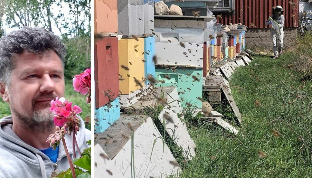 Rumenske Alexandru Chersan var sjokkert over synet som møtte han i morges, da han kom for å se etter biene sine. Rumenske Alexandru Chersan var sjokkert over synet som møtte han i morges, da han kom for å se etter biene sine.