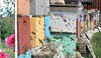 Flere års arbeid er ødelagt etter at birøkter ble frastjålet 800.000 bier på Klemetsrud