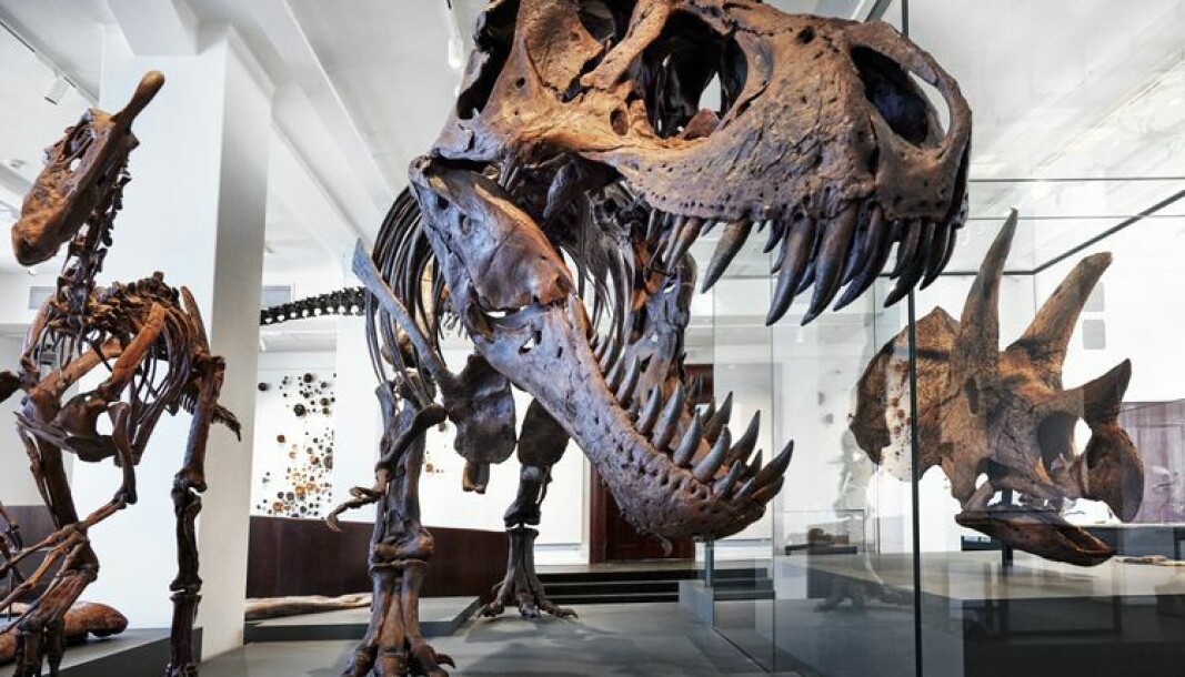 Den helt nye geologiske utstillingene trekker publikum til Naturhistorisk museum som aldri før. Den helt nye geologiske utstillingene trekker publikum til Naturhistorisk museum som aldri før.