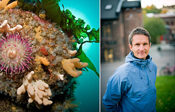Vil ha livet tilbake i Oslofjorden: Krever forbud mot trålfiske