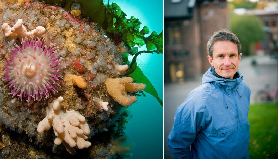 Sjøanemone, tare og annen bunnvegetasjon som er truet i Oslofjorden. Sjøanemone, tare og annen bunnvegetasjon som er truet i Oslofjorden.