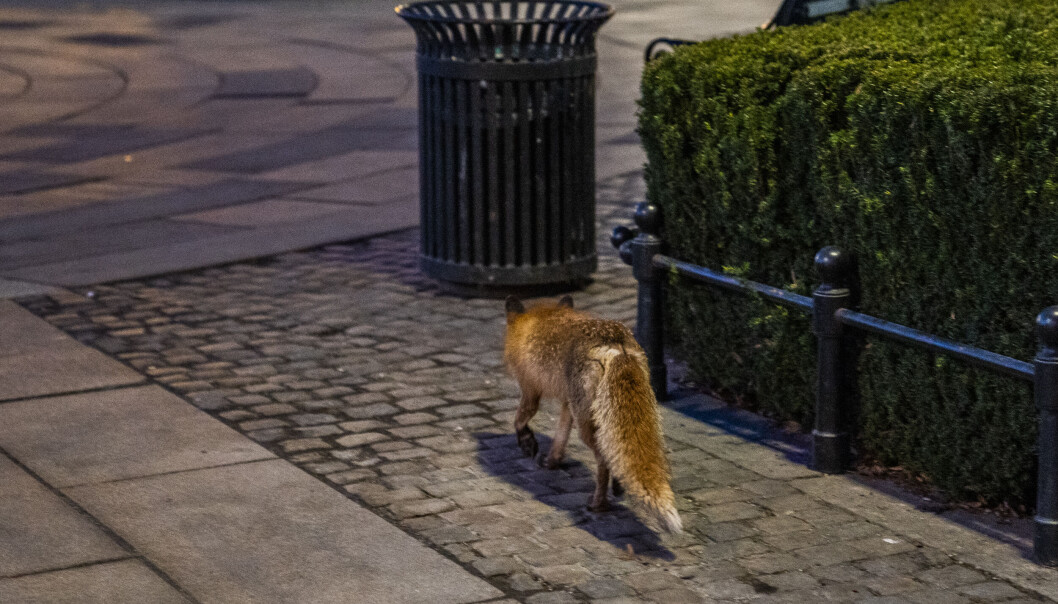 Rødrev på bytur foran Stortinget i Oslo i mars. Rødrev på bytur foran Stortinget i Oslo i mars.