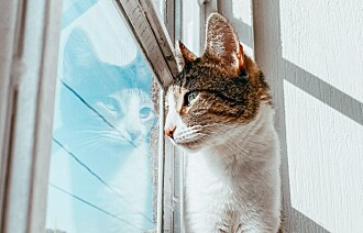 Veterinær advarer mot åpne vinduer i varmen: — Pass ekstra godt på katten når du lufter