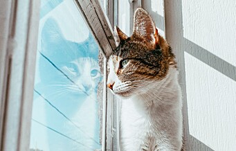 Veterinær advarer mot åpne vinduer i varmen: - Pass ekstra godt på katten når du lufter