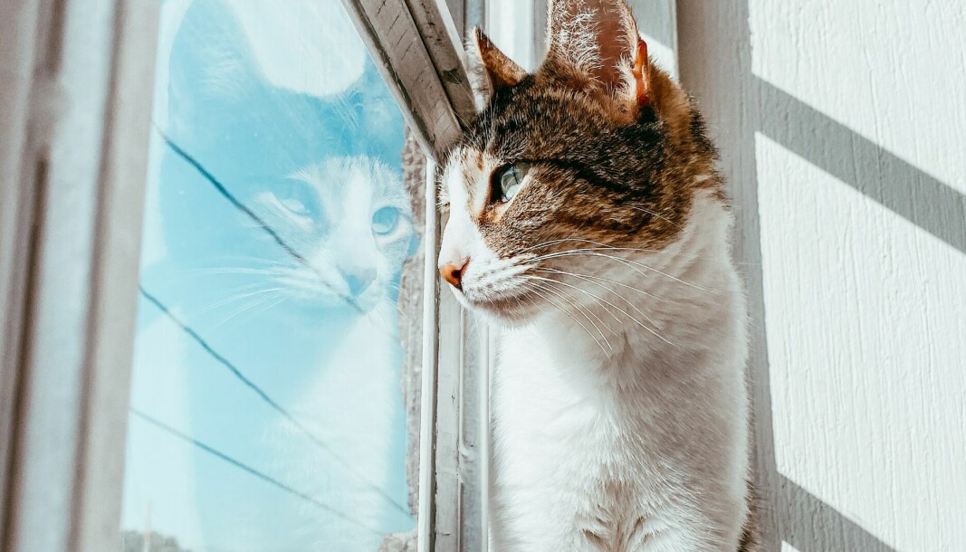 Dyresykehuset på Ullern har mottatt flere fallskadde katter enn vanlig på grunn av lufting i varmen.