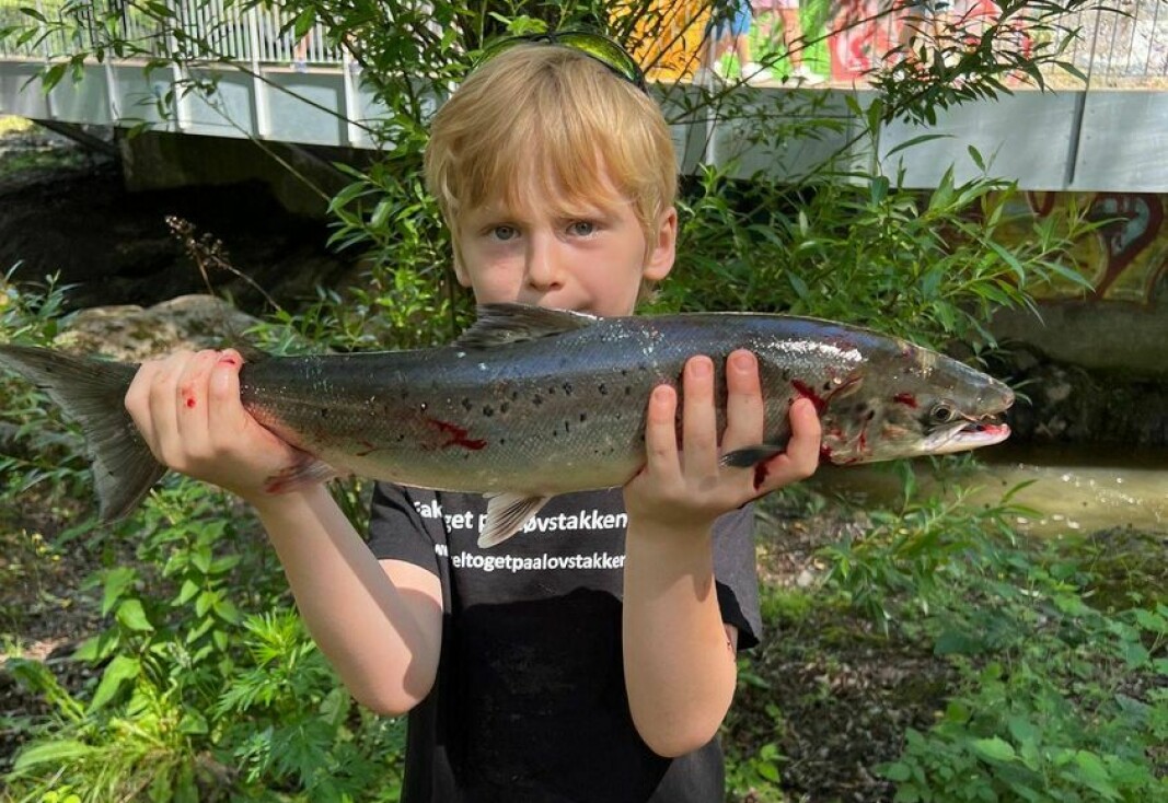 Trygve Råsberg Danielsen blir sju år i august. Sist fredag dro den unge fiskeren årets første laks i Akerselva - en fin fisk på nesten 2 kg.
