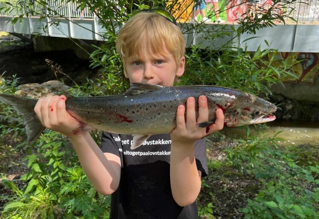Trygve Råsberg Danielsen blir sju år i august. Sist fredag dro den unge fiskeren årets første laks i Akerselva - en fin fisk på nesten 2 kg. Trygve Råsberg Danielsen blir sju år i august. Sist fredag dro den unge fiskeren årets første laks i Akerselva - en fin fisk på nesten 2 kg.