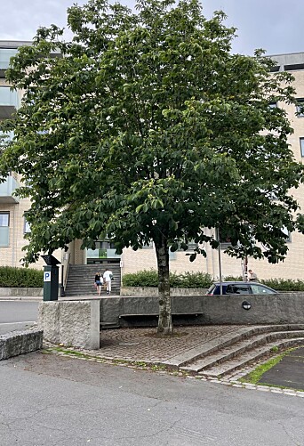 — Det er blitt et stusselig hjørne, skriver artikkelforfatteren. — Det er blitt et stusselig hjørne, skriver artikkelforfatteren.