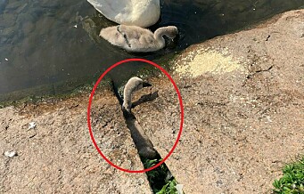 Her sitter svaneungen fast i dødsfellen ved Frognerdammen