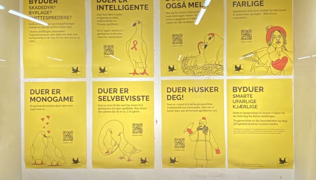 “Duer er intelligente: Duer kan lære å spille pingpong og skille mellom bilder av Picasso og Monet”, forklarer et av bildene. “Duer er intelligente: Duer kan lære å spille pingpong og skille mellom bilder av Picasso og Monet”, forklarer et av bildene.
