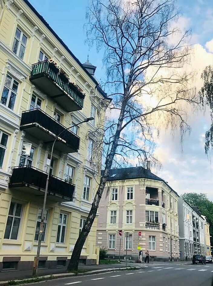 Her står det staselige gamle treet. Men det er ikke mange blader på grenene. Her står det staselige gamle treet. Men det er ikke mange blader på grenene.