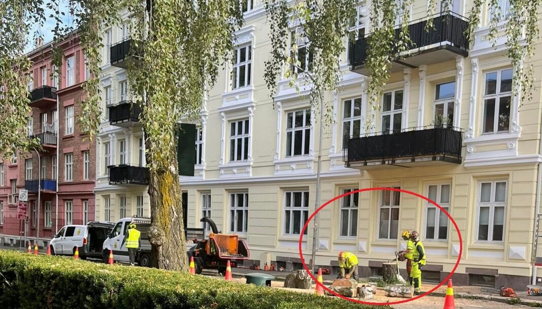Slik så det ut mandag morgen. Trehuggere fra Oslo kommune i full gang med felling av det gamle bjørketreet. Slik så det ut mandag morgen. Trehuggere fra Oslo kommune i full gang med felling av det gamle bjørketreet.