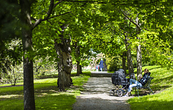 Oslo kommune skal plante 100.000 trær