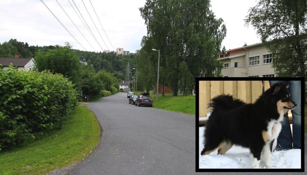 Hendelsen fant sted i Vestbyveien på Grorud i mars i fjor. Bildet til høyre er av en finsk lapphund, samme rase som ble angrepet. Hendelsen fant sted i Vestbyveien på Grorud i mars i fjor. Bildet til høyre er av en finsk lapphund, samme rase som ble angrepet.
