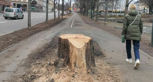 Sier de måtte felle trærne langs Uelands gate ved Alexander Kiellands plass: - Gatetrærne våre går en tøff tid i møte
