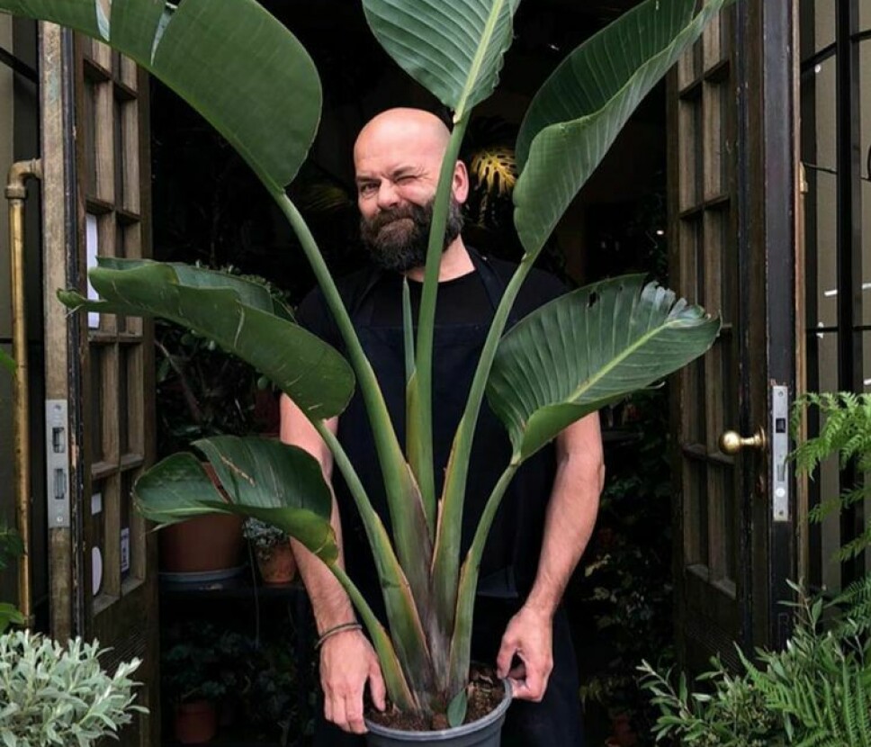John Andre Hanøy med en av utallige store grønne planter i den eksotiske Løkka-butikken Luck.