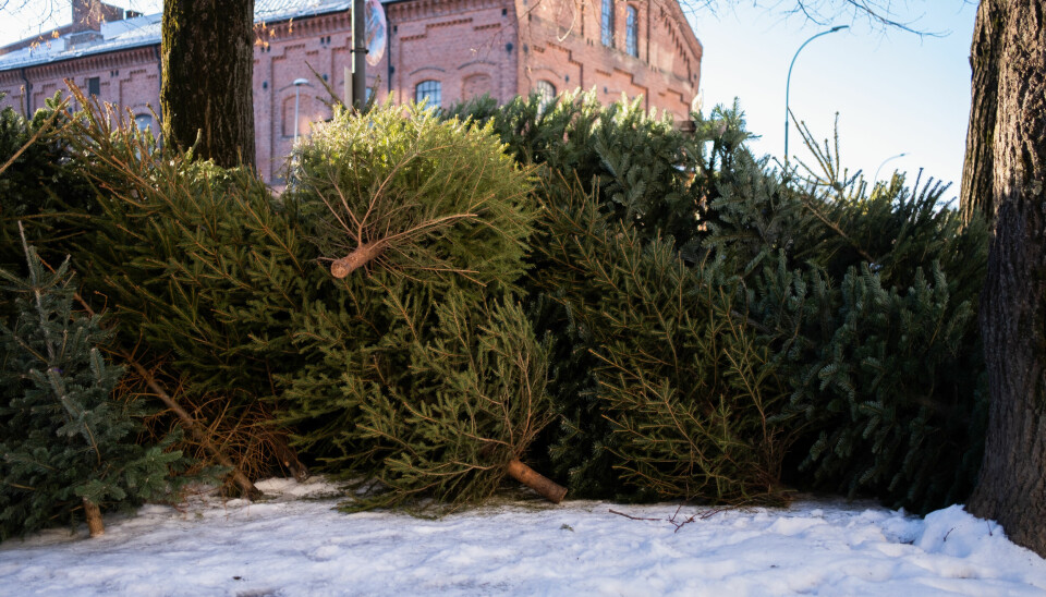 44 809 juletrær ble samlet inn i januar fra 1030 hentesteder.