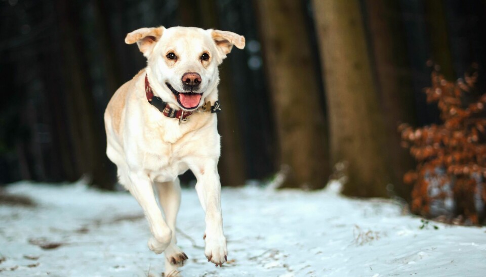 hund som løper på snøen