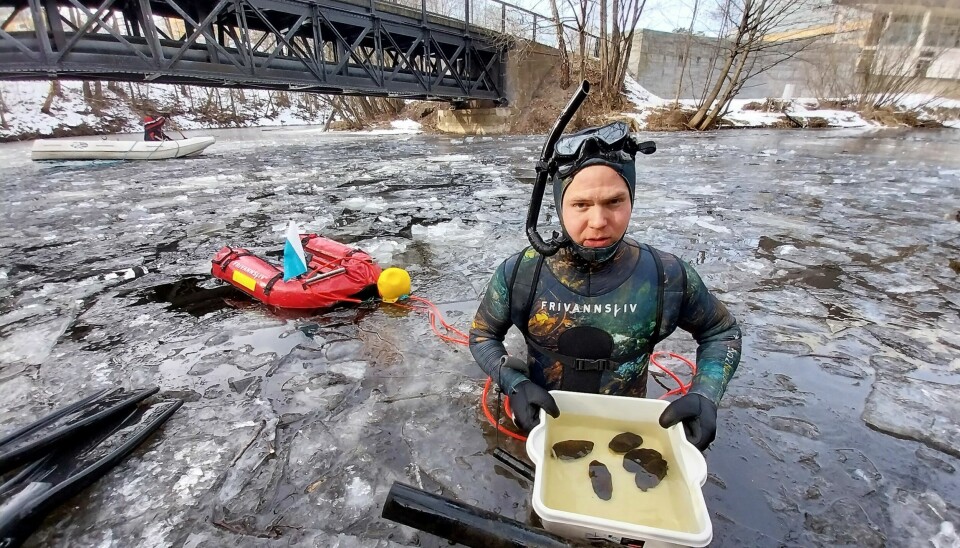 Ferskvannsøkolog Odin Kirkemoen fra Naturrestaurering A/S plukket muslinger fra elva. Over 30 muslinger ble funnet og flyttet litt lenger opp i elva
