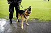 OSLO 20090730:En politihund måtte være med å passe på etter at PAOK-tilskuerne ble litt for voldsomme under kvalifiseringskampen til Europaligaen i fotball mellom Vålerenga og PAOK Thessaloniki på Ullevaal Stadion torsdag kveld. VIF tapte 1-2. Foto: Kyrre Lien / NTB