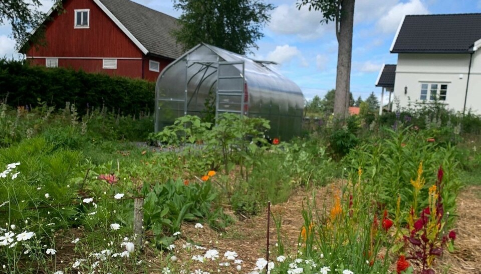 Lillian-Johanne har et drivhus og en liten åker på Aurskog, hvor plantene kan vokse seg ferdige