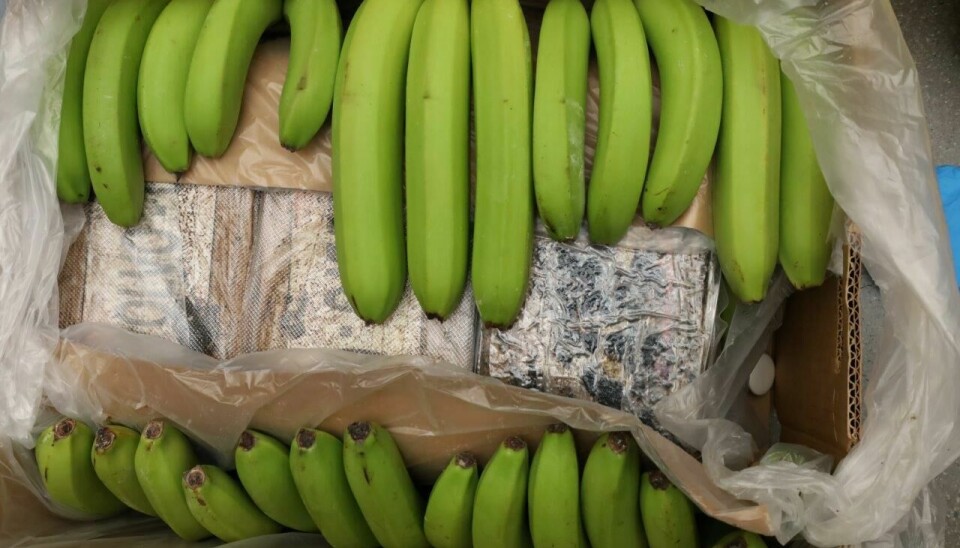 Oslo 20230331. Over 800 kg kokain ble funnet i fruktkasser på et Bama-lager i Oslo denne uken. Funnet ble gjort etter tips fra tollere i Tyskland. Dette er norgeshistoriens største kokainbeslag.Foto: Oslo Politidistrikt / NTB