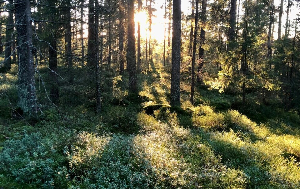 Trær og natur i Østmarka