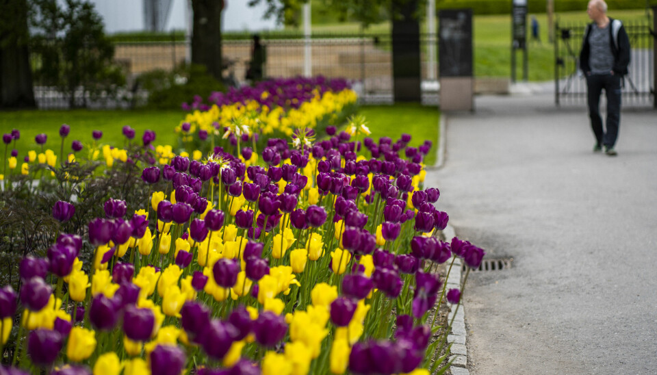 Oslo 20200518. Etter å ha vært koronastengt åpnet Botanisk hage i Oslo mandag portene for publikum.Foto: Håkon Mosvold Larsen / NTB