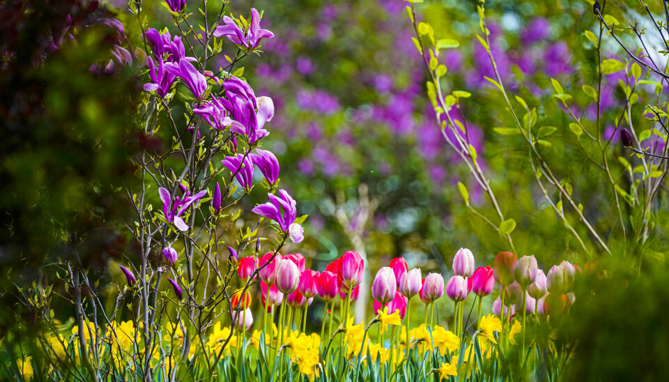 Oslo 20220515. Fargerike tulipaner, påskeliljer og magnolia i hage.