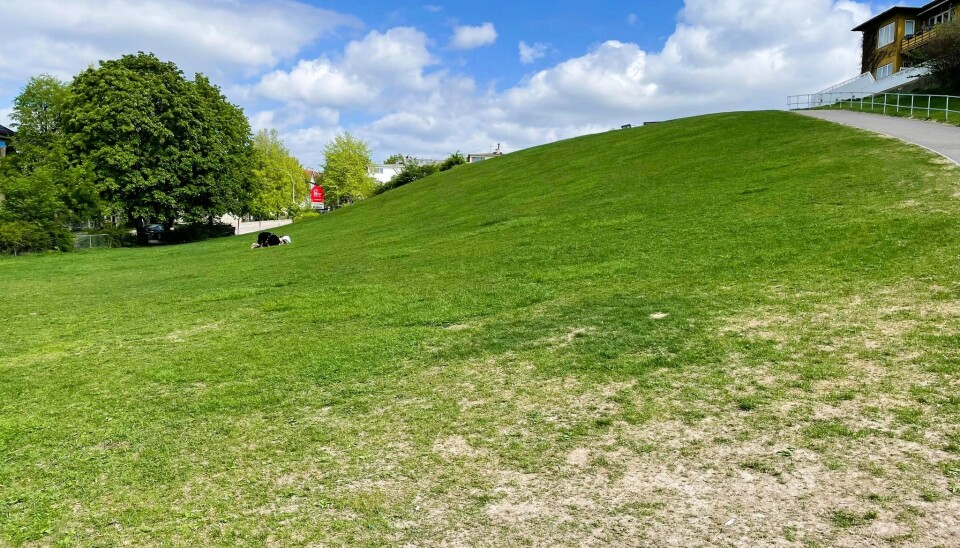 Idioten er en av de store grøntområdene i bydel St. Hanshaugen. Her kan du nyte sola og selskapet. Idioten er en av de store grøntområdene i bydel St. Hanshaugen. Her kan du nyte sola og selskapet.