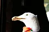 Albatross