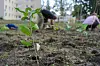 treplante