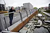 Oslo 20150430.Prosjektutvikler for 'Vann i by', Tharan Fergus, står ved Hovinbekken på Ensjø. Oslo har gjort en rekke tiltak for å håndtere overflatevann blant annet ved å åpne byens bekker og elver.