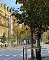 For å kunne gi trærne en best mulig start på sitt nye liv, ble trærne plantet i slutten av september. Dette sikret både trærne mot å tørke ut ila sommeren og gjør de bedre rustet til å overleve i vinterværet. Foto: Bymiljøetaten Oslo kommune