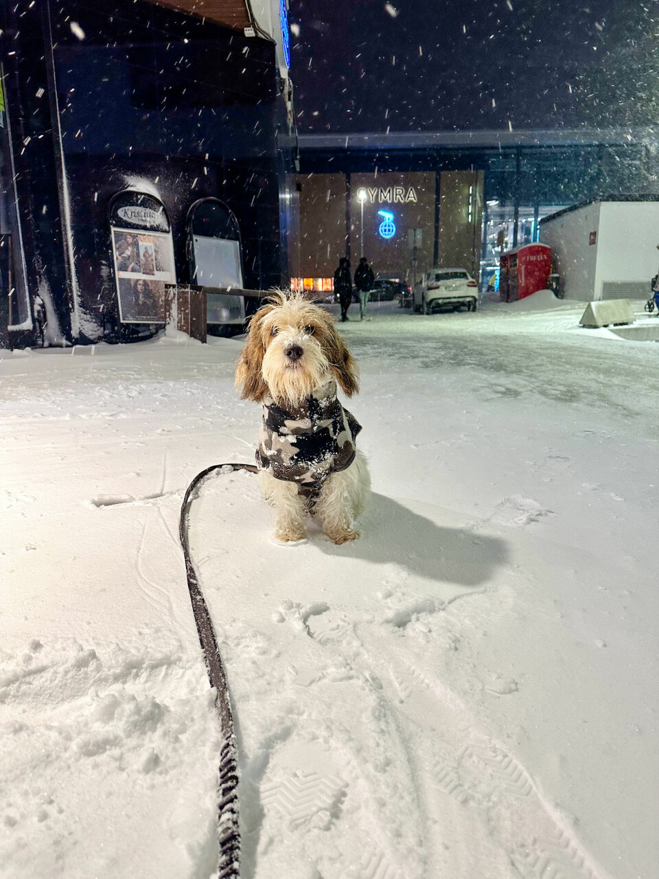 Hund i snøen
