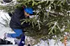 Stortingspresident Masud Gharahkhani fikk god opplæring og hadde kontroll på juletrefellingen i år.  Foto. Peter Mydske / Stortinget