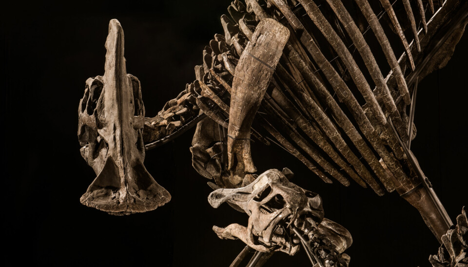 Oslo 20190228. Zelda-skjelettet er satt sammen av eksperter i Italia. Disse ekspertene ferdigstiller nå en stålkonstruksjon som skal holde de fossile knoklene oppe når de skal stå til utstilling.Foto: Zoic srl- Trieste / Naturhistorisk museum / NTB