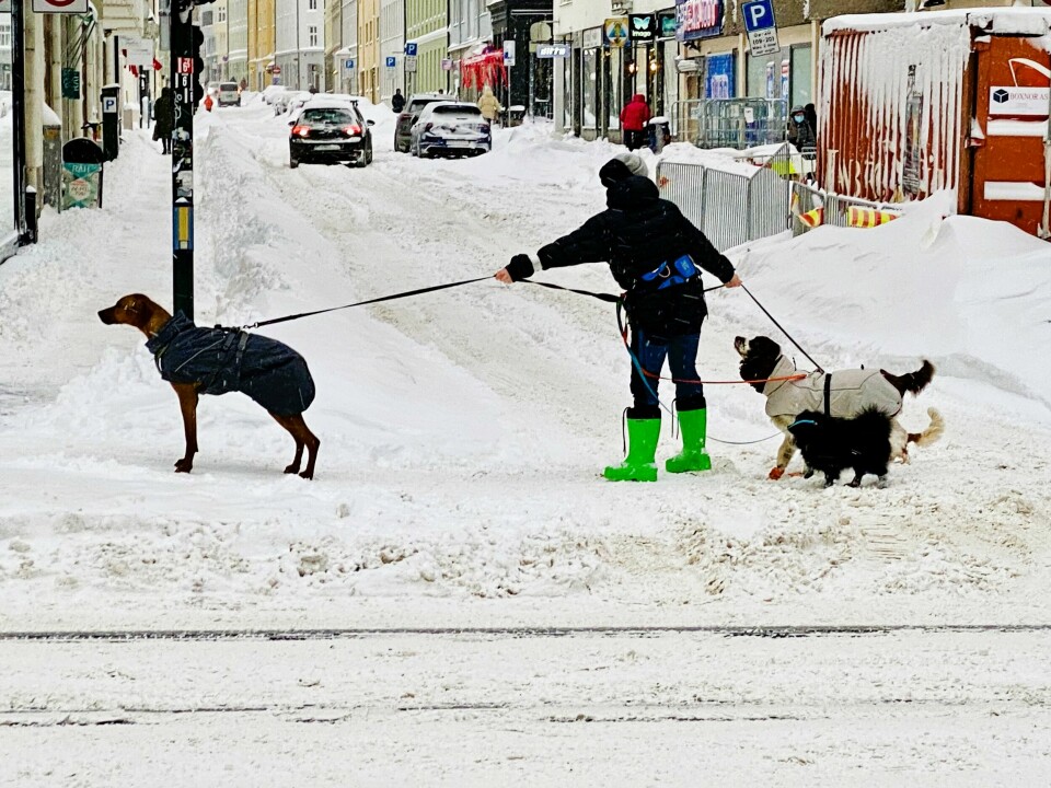 Hundeeier i Bogstadveien.