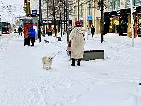 Hundeeier i Bogstadveien.