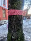 Tre med pynt
