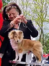 Kvinne og hund